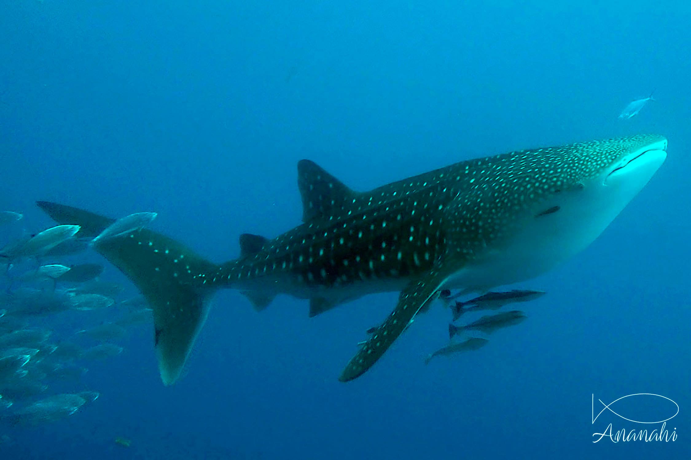 Whale shark of Egypt