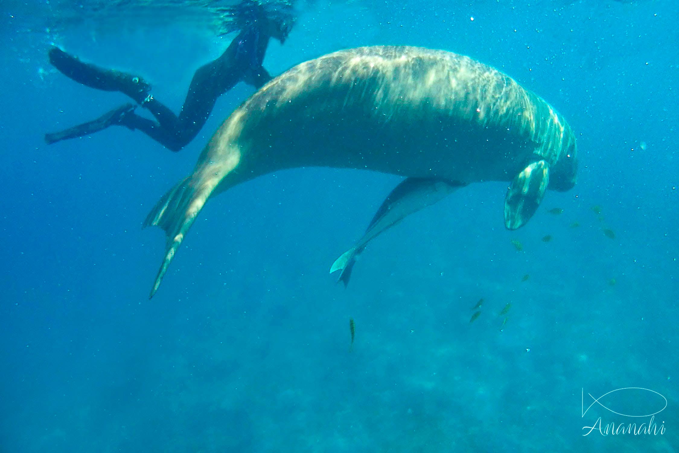 Sea cow of Egypt