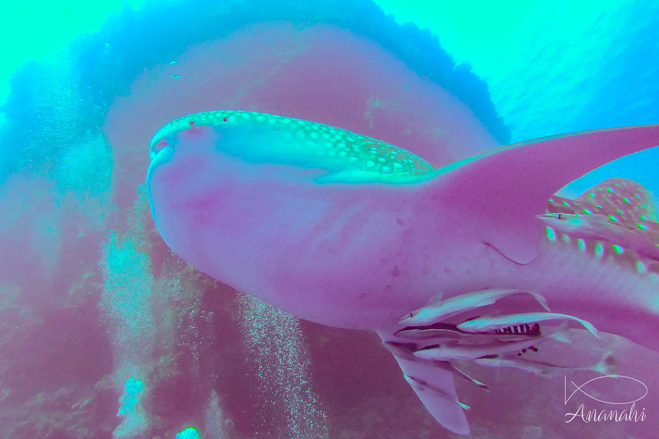 Whale shark of Egypt