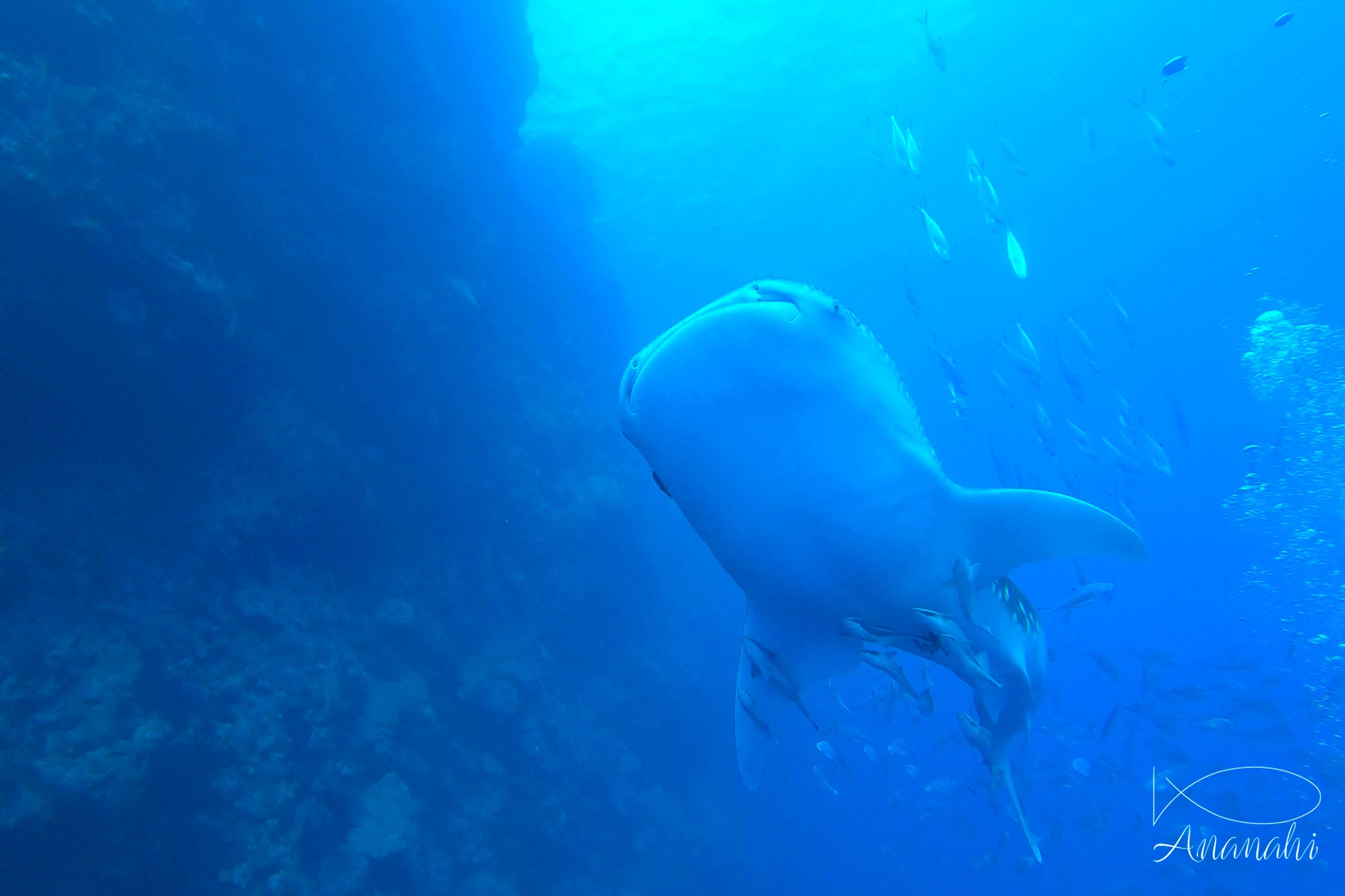 Whale shark of Egypt