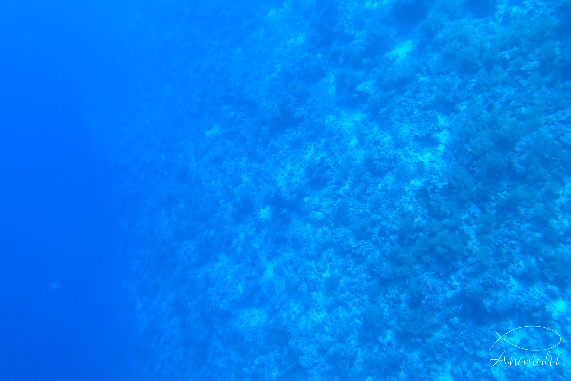 Scalloped hammerhead of Egypt