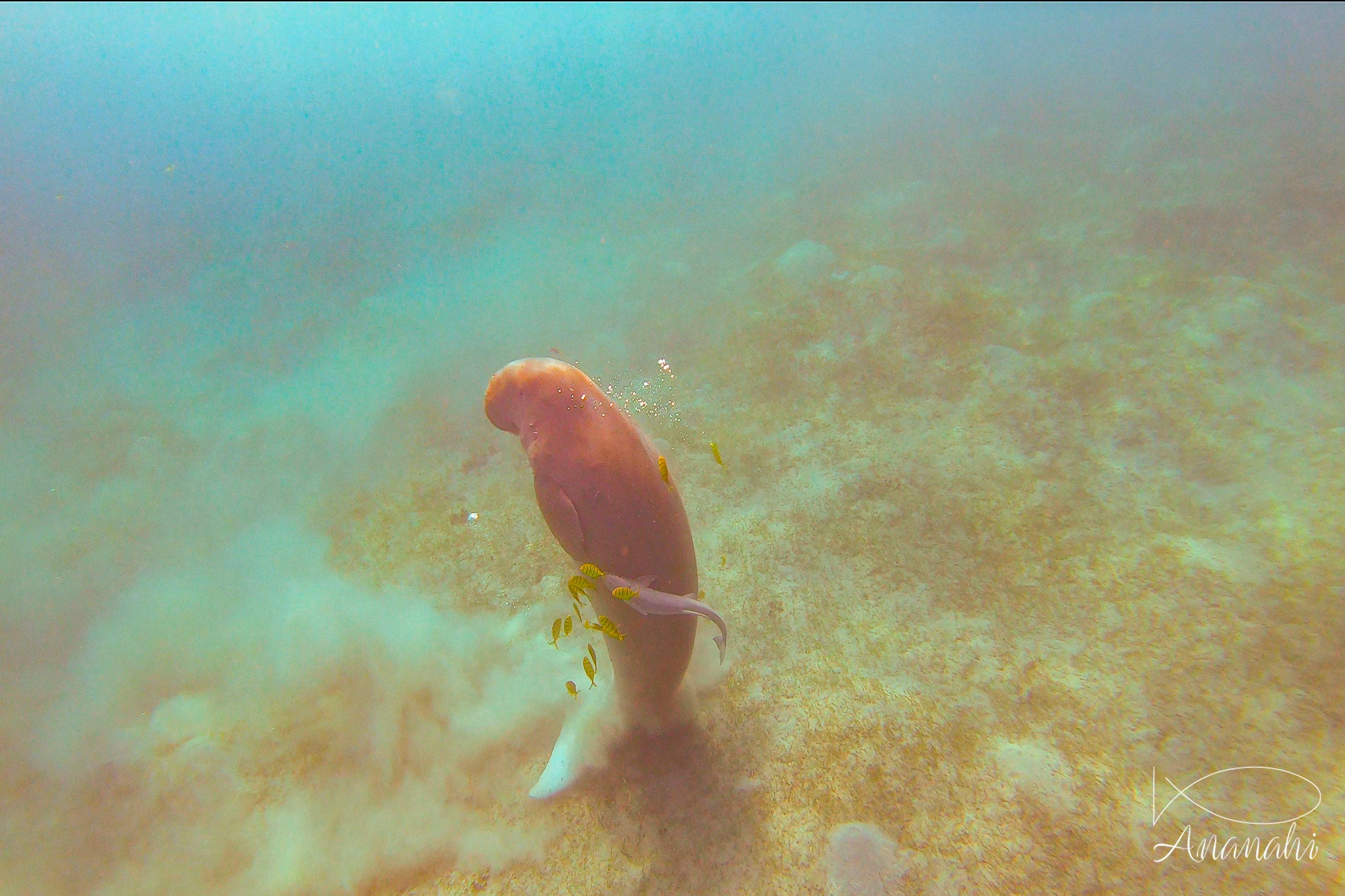 Sea cow of Egypt