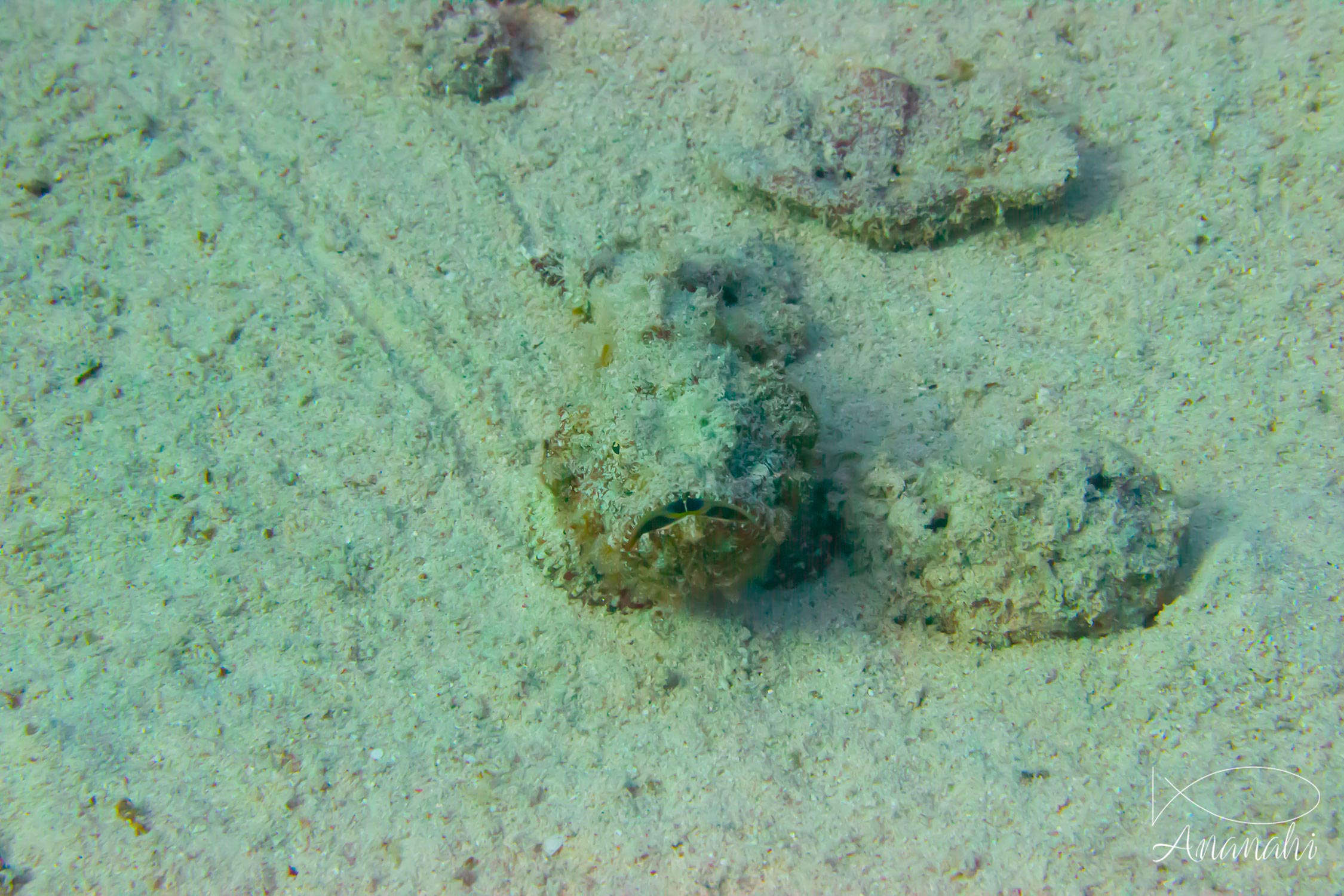 Reef stonefish of Egypt