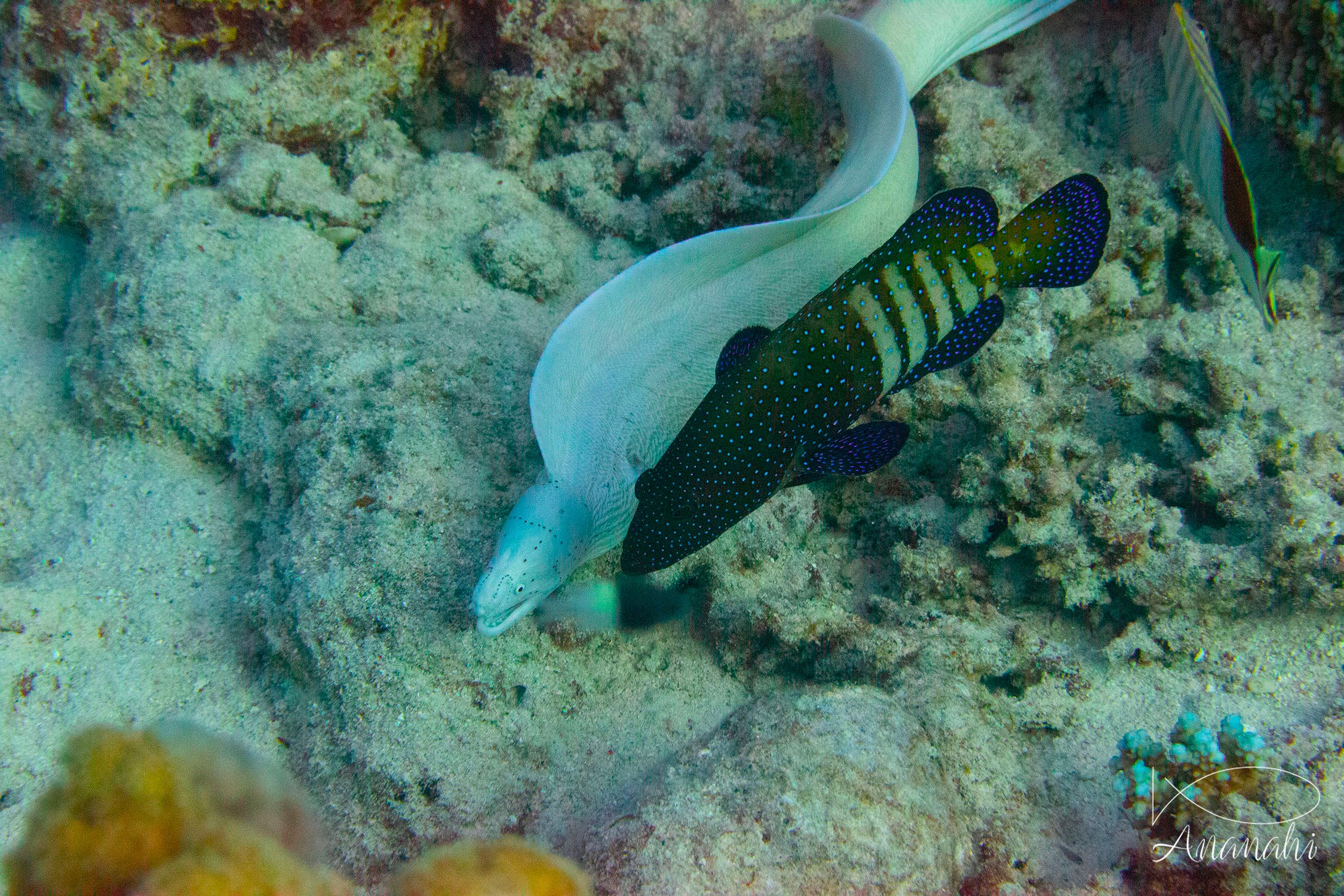 Geometric moray of Egypt