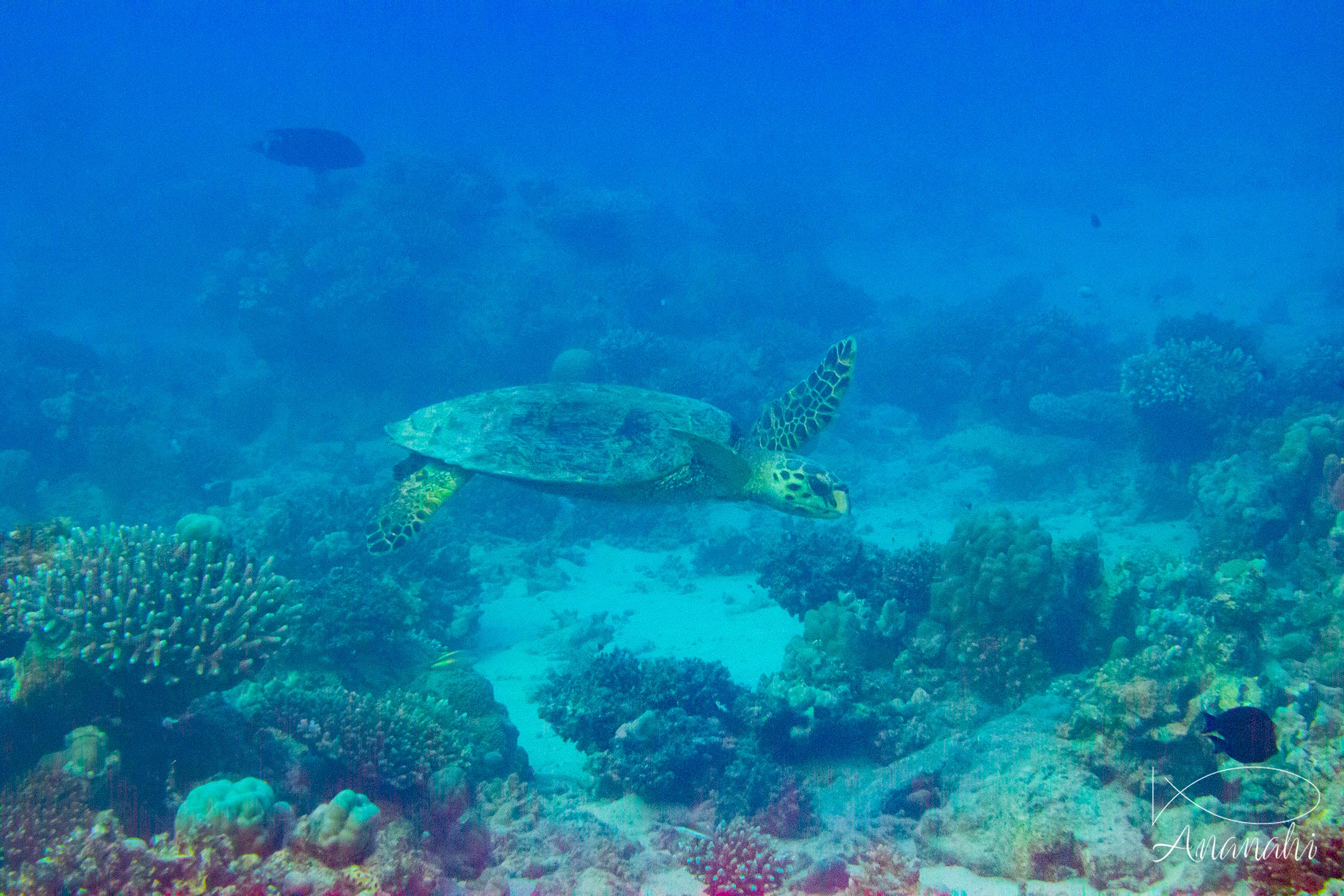 Hawksbill turtle of Egypt