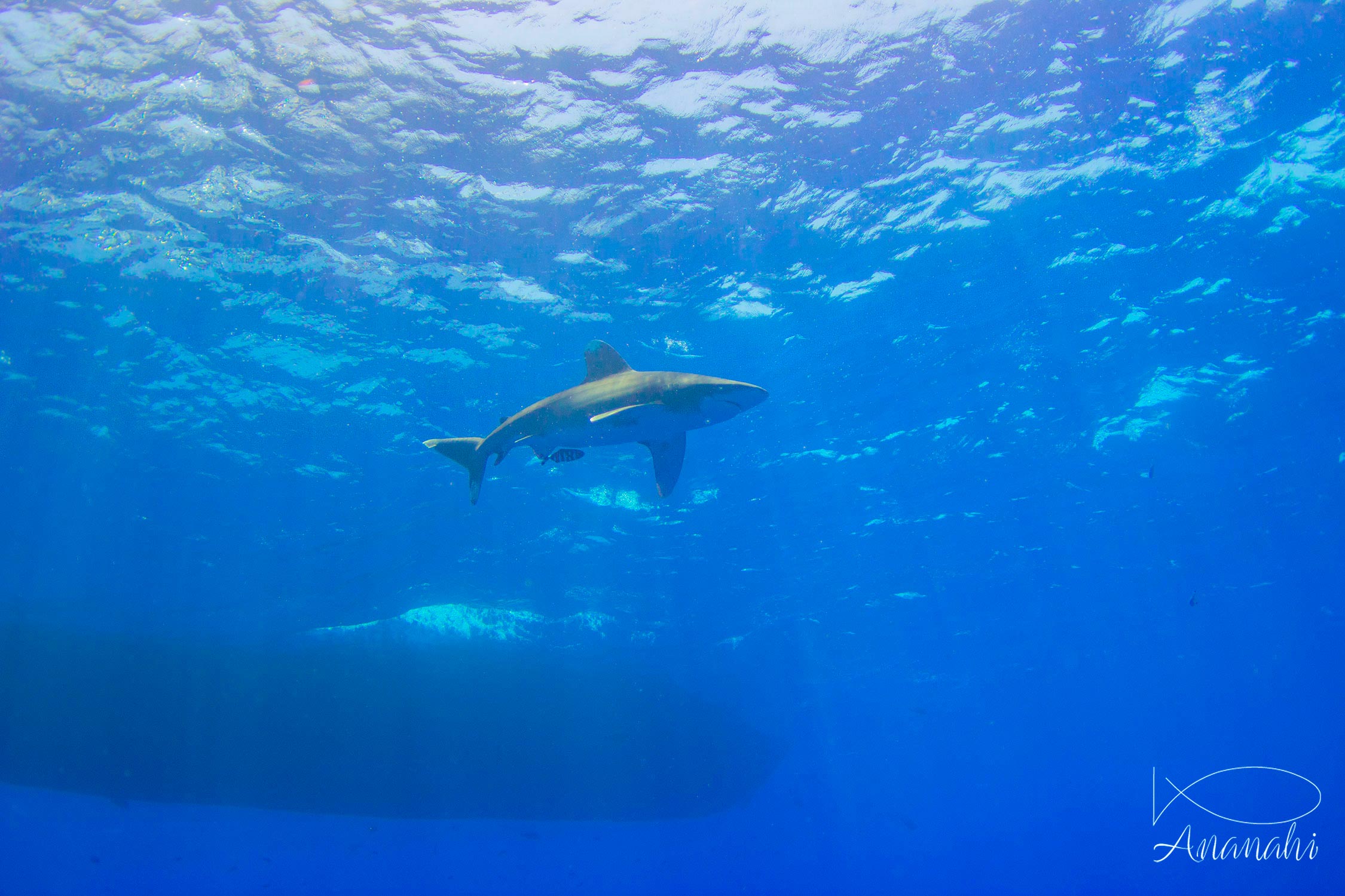 Oceanic whitetip shark of Egypt