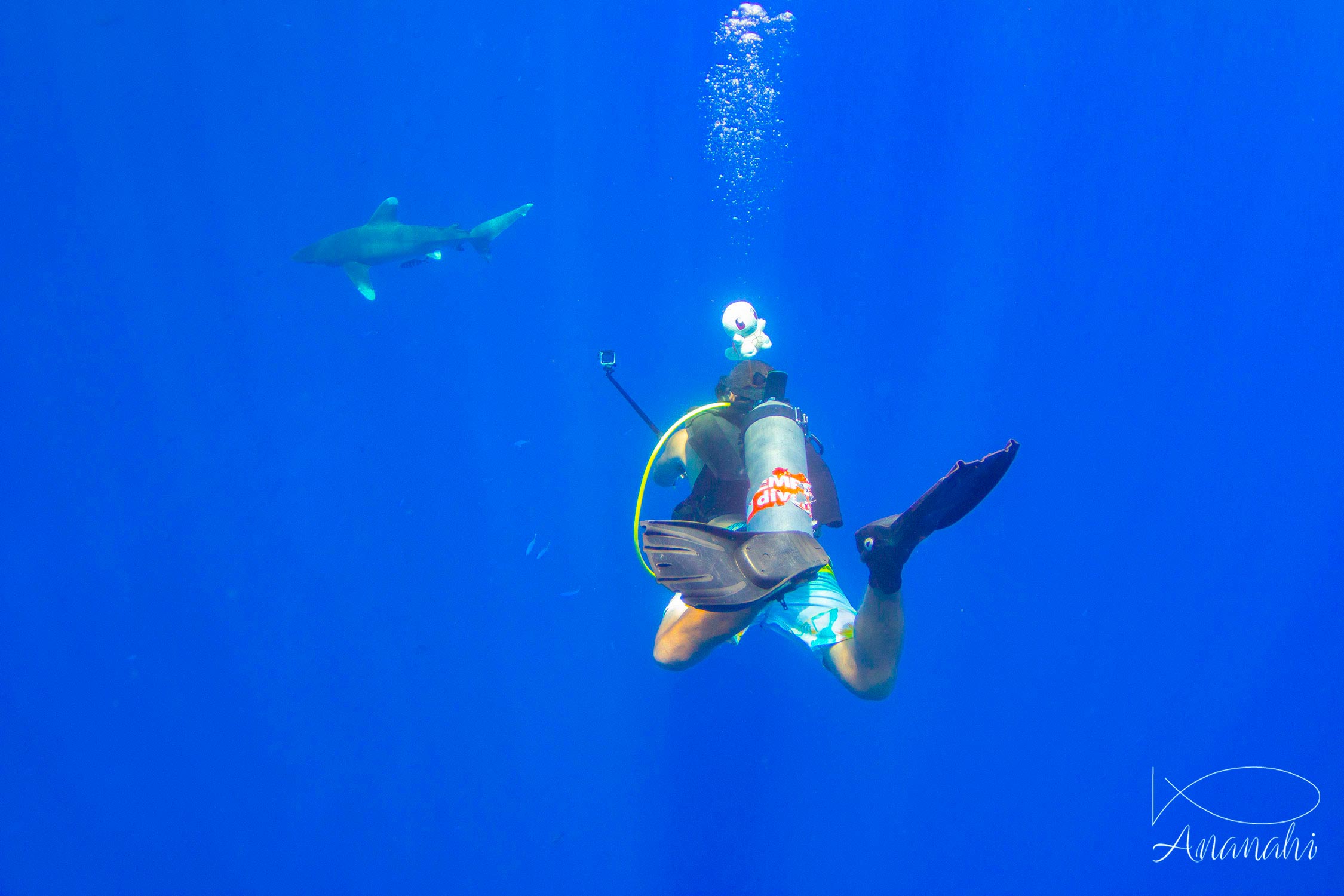 Oceanic whitetip shark of Egypt