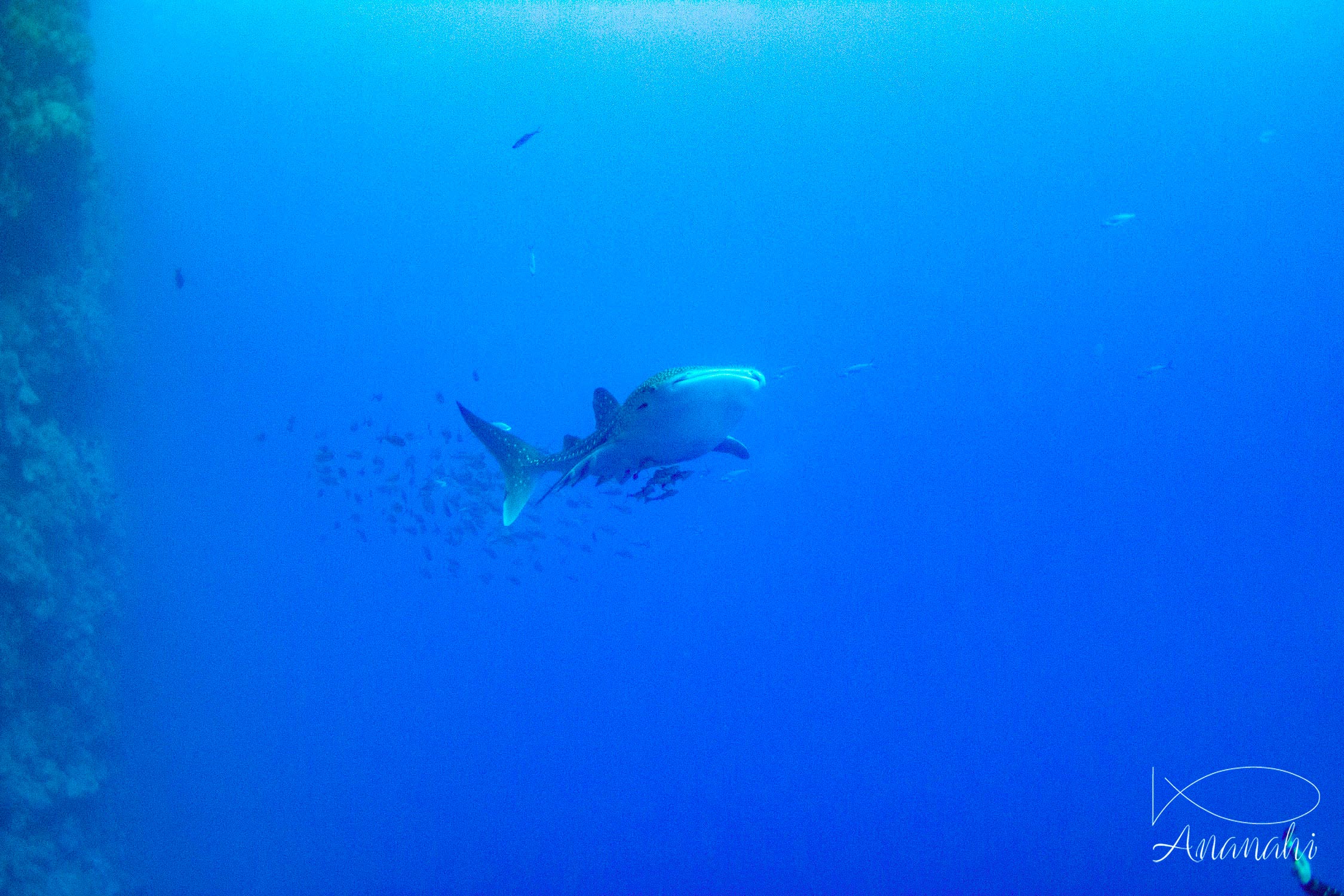 Whale shark of Egypt