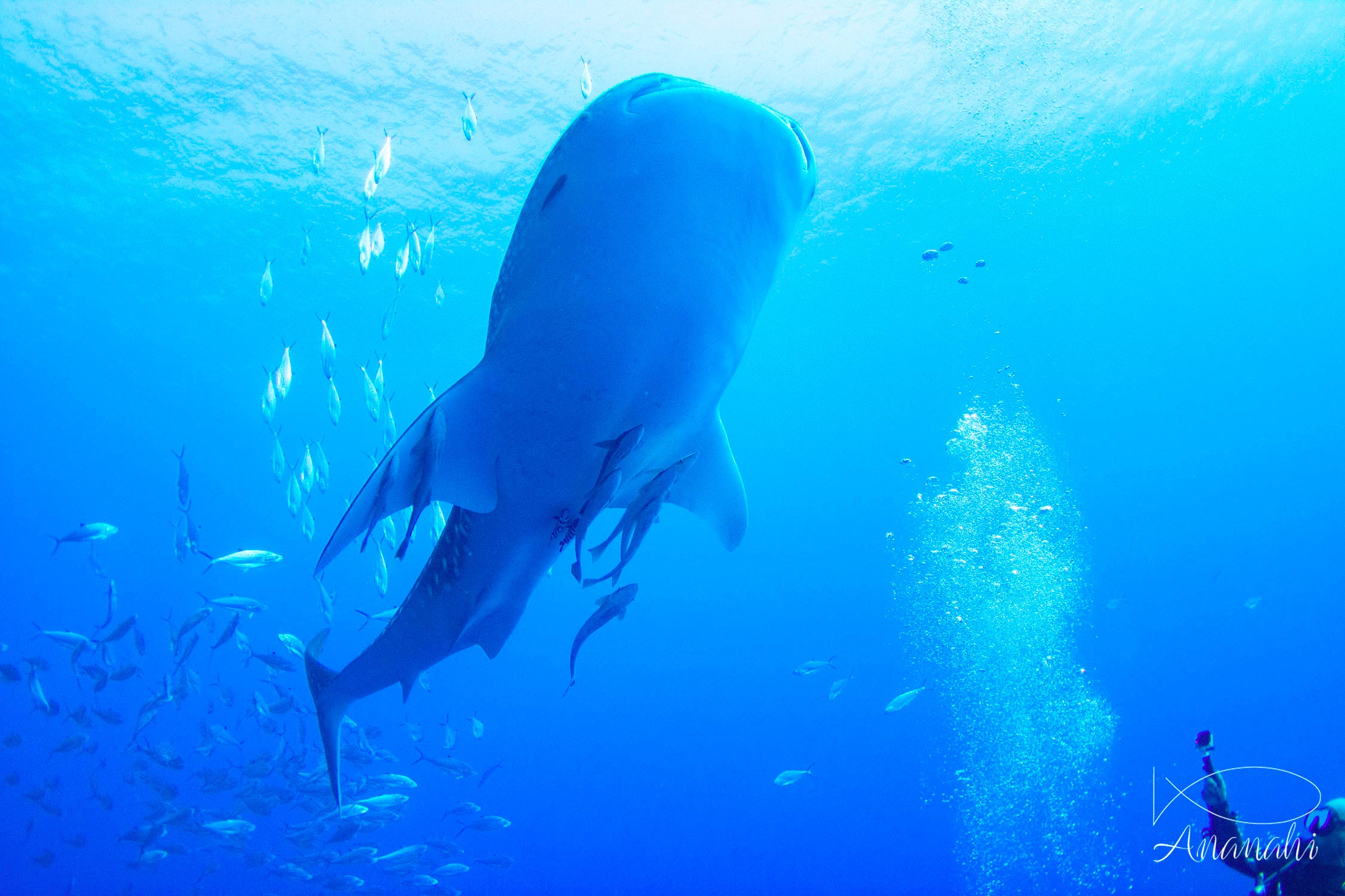 Whale shark of Egypt