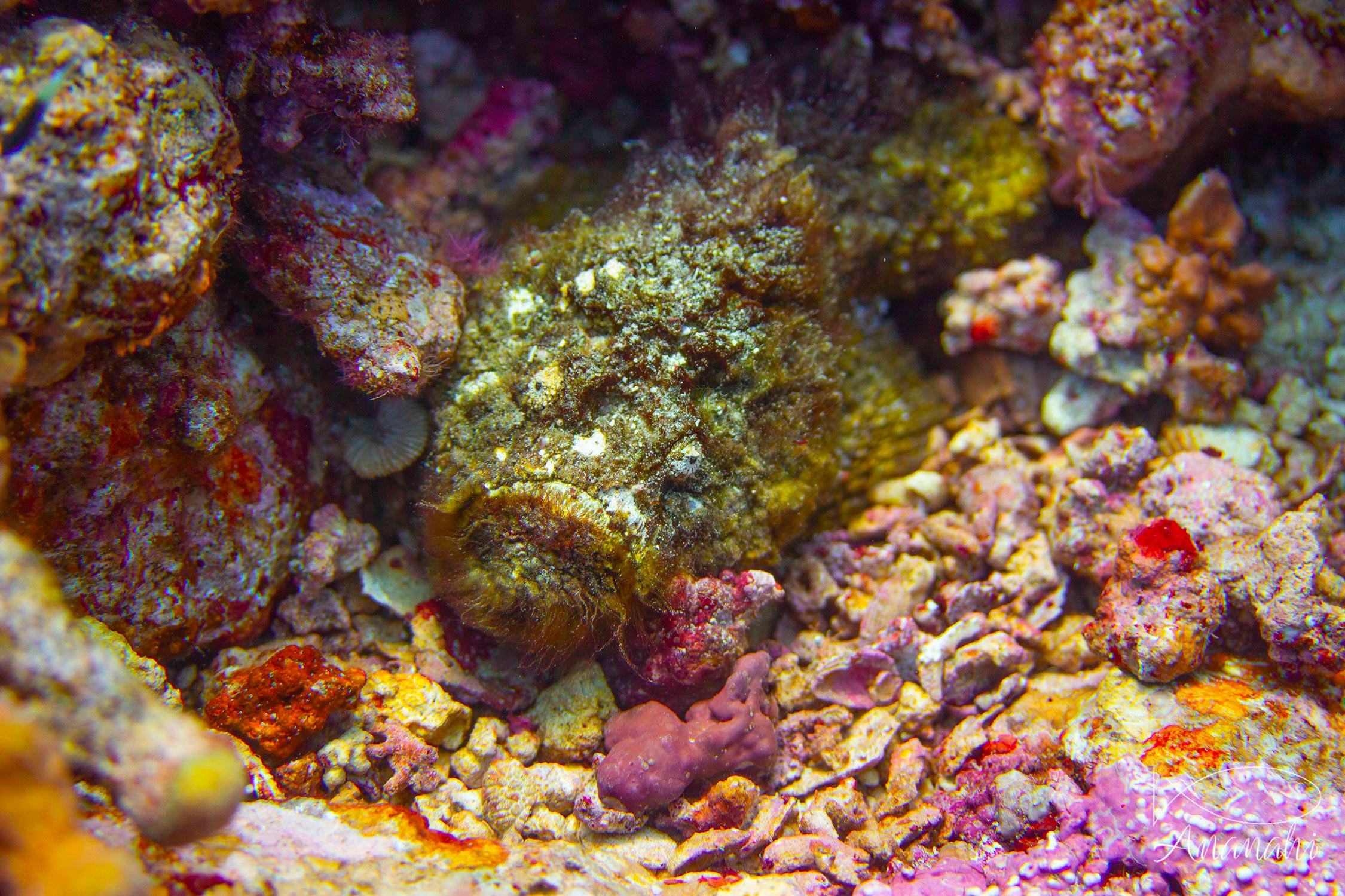Reef stonefish of Egypt