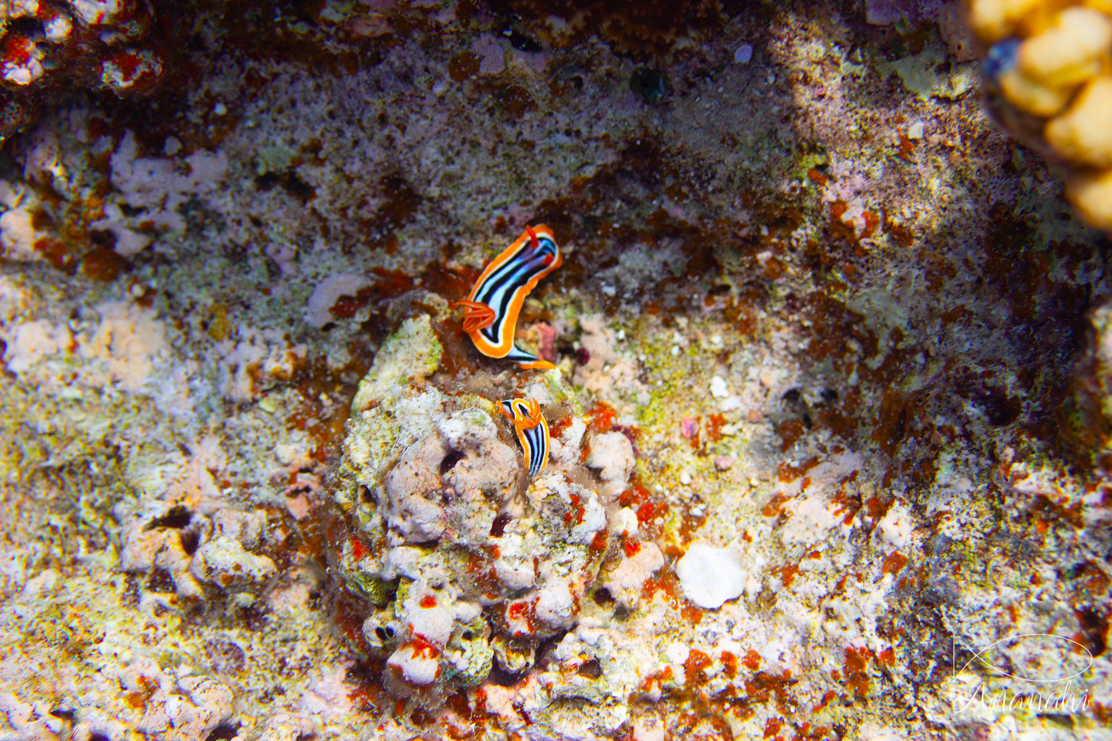 Anna's Chromodoris of Egypt