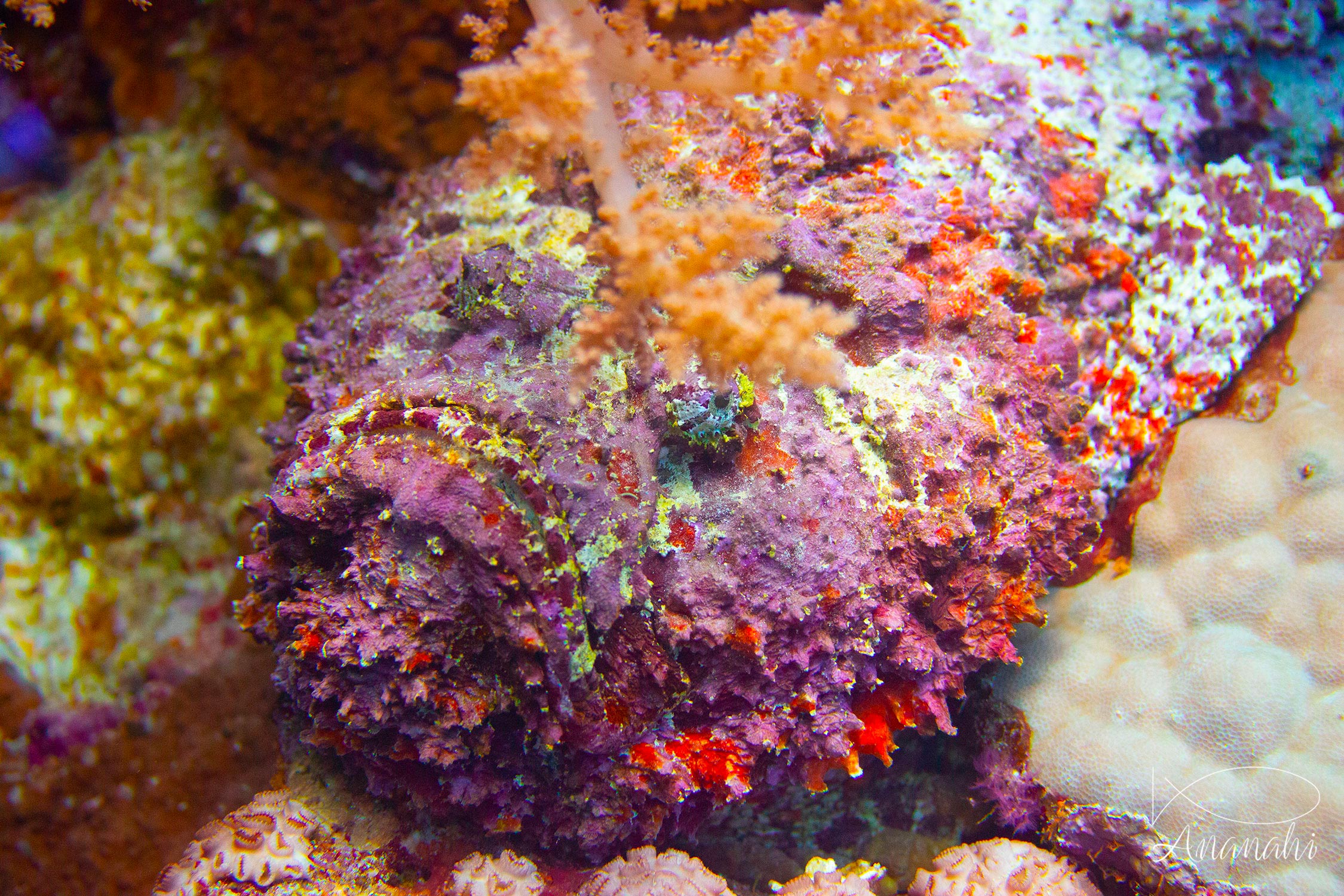 Reef stonefish of Egypt