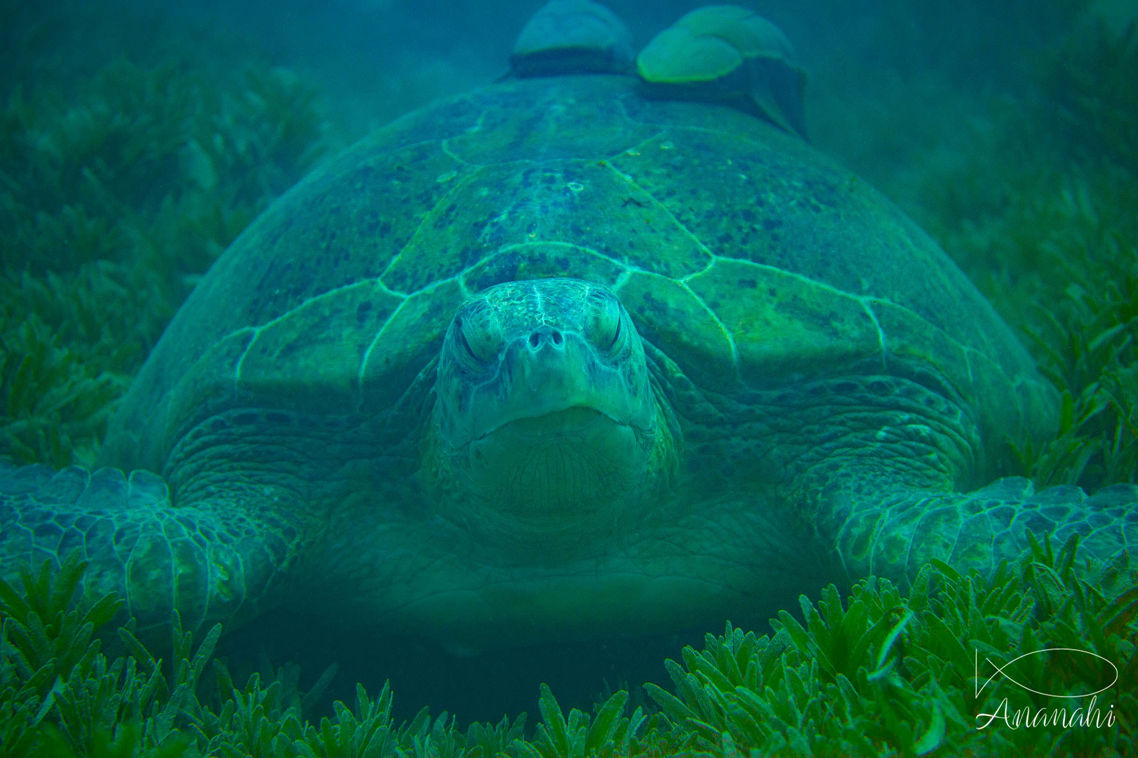 Green sea turtle of Egypt