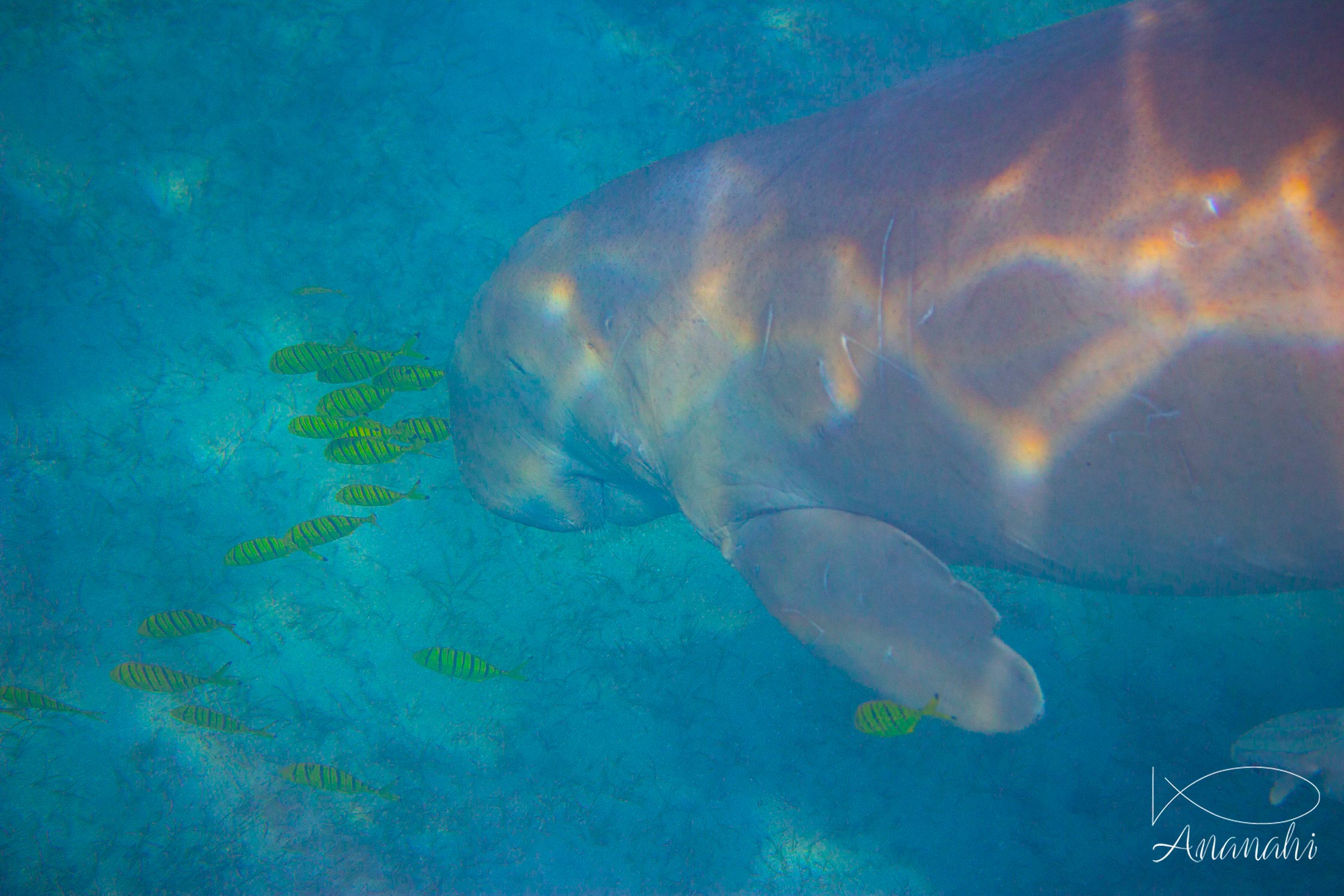 Sea cow of Egypt