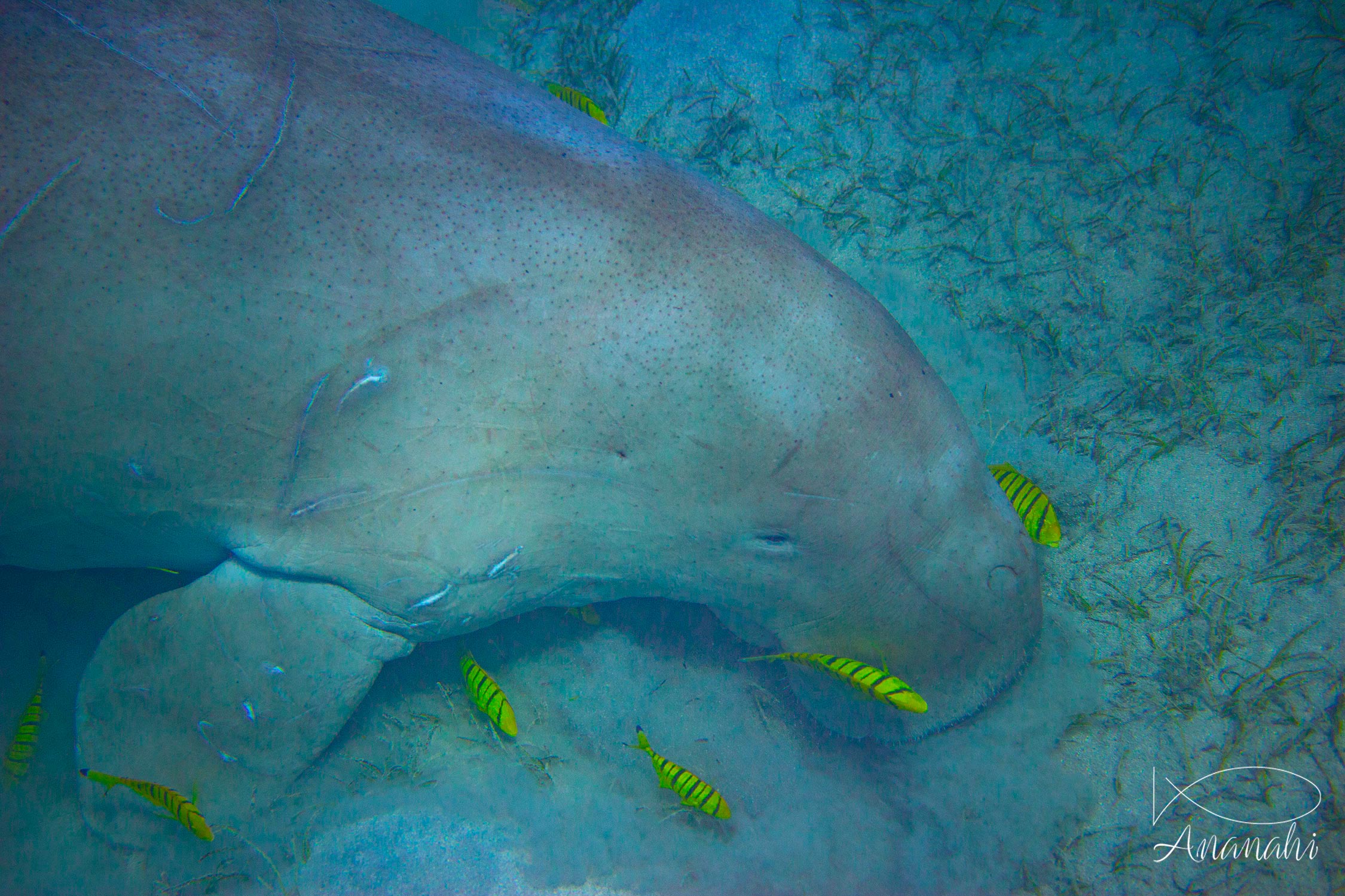 Sea cow of Egypt