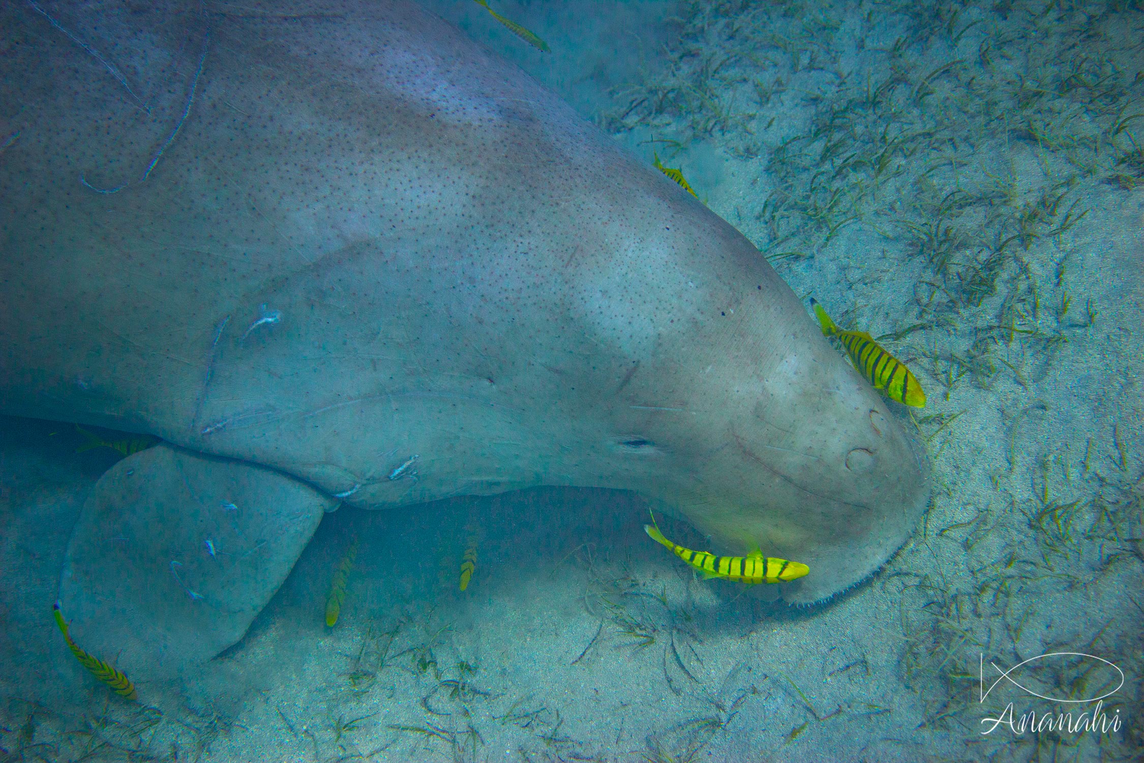 Sea cow of Egypt