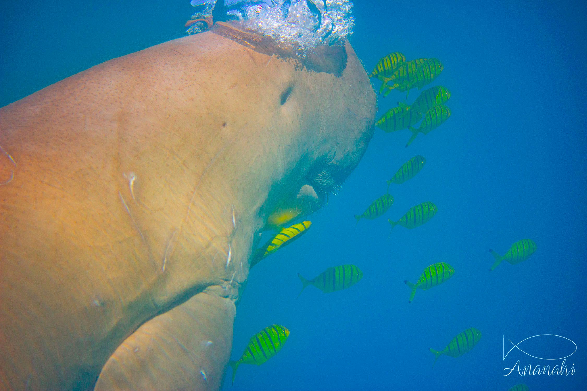 Sea cow of Egypt