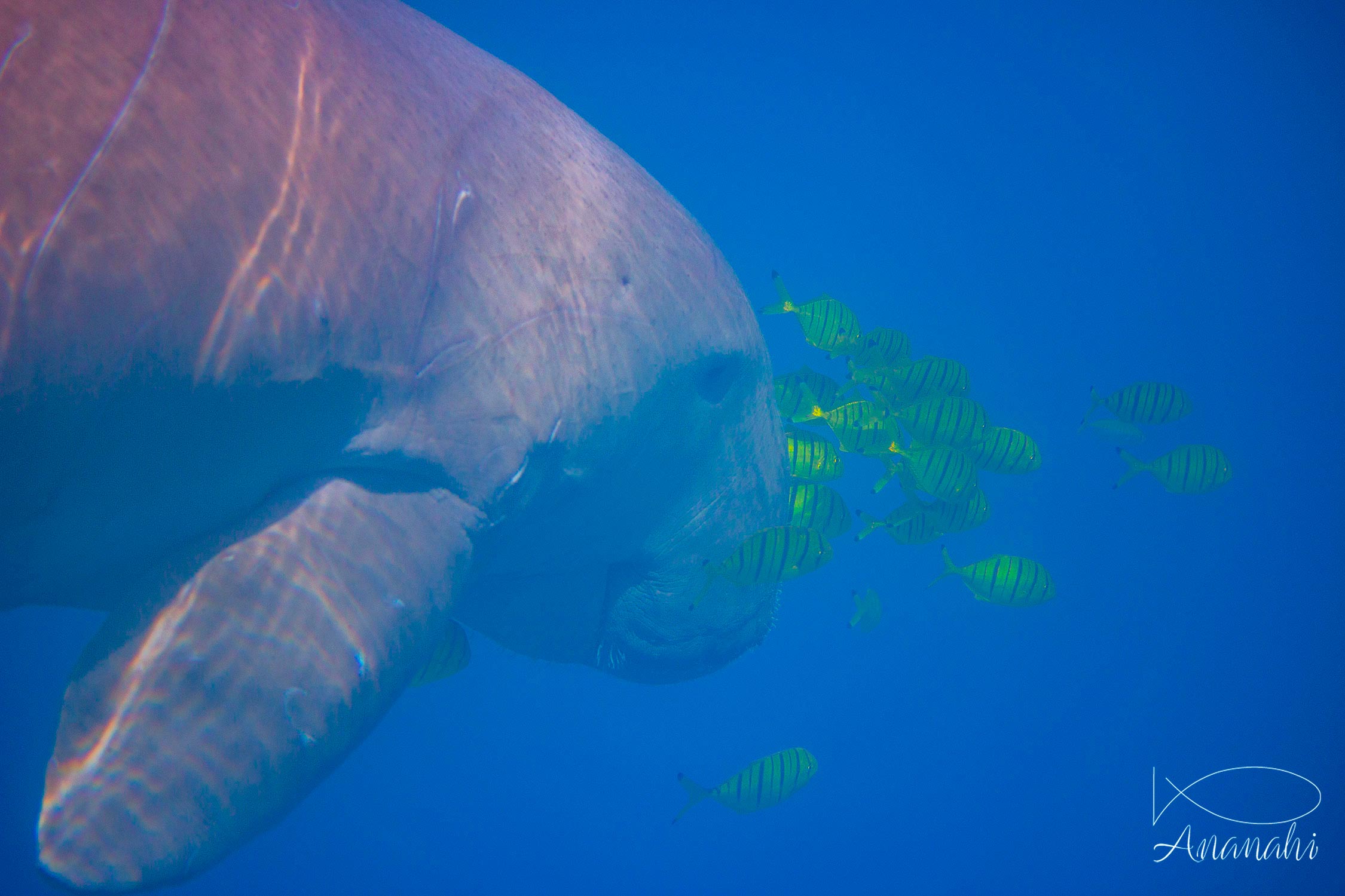 Sea cow of Egypt