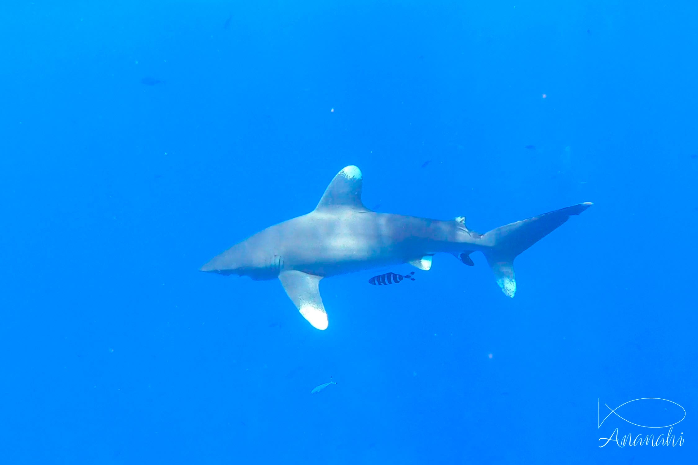 Oceanic whitetip shark of Egypt