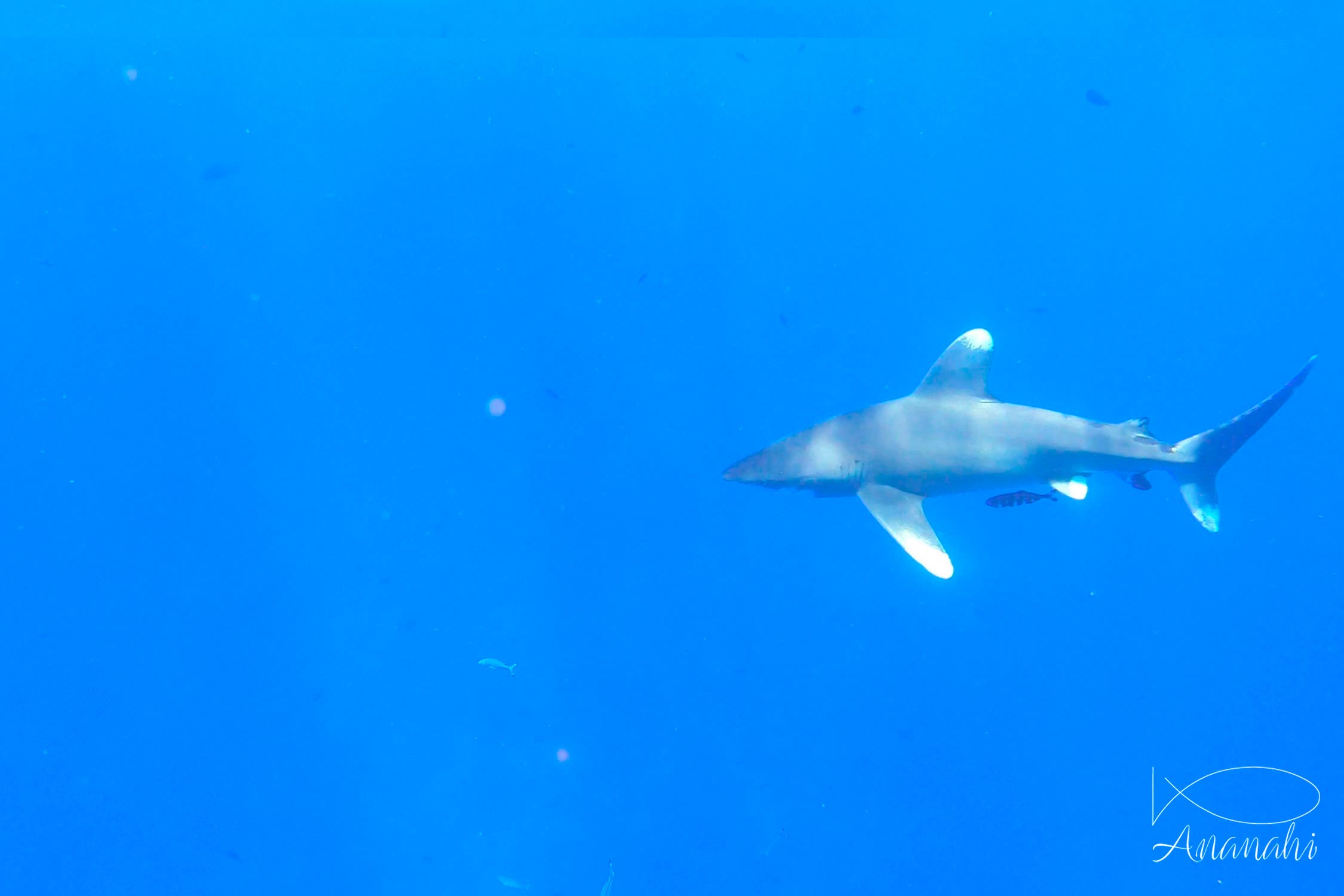 Oceanic whitetip shark of Egypt