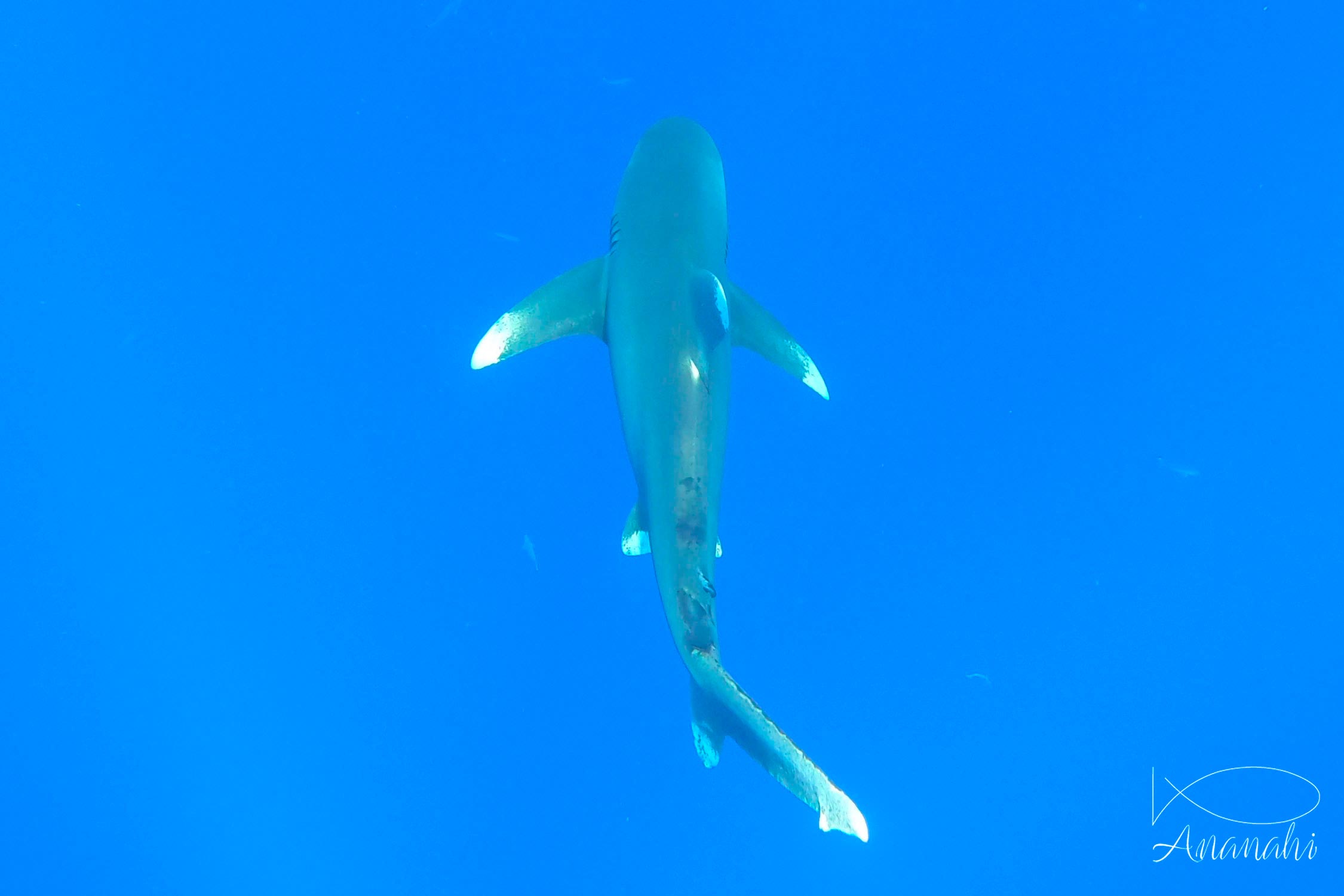 Oceanic whitetip shark of Egypt