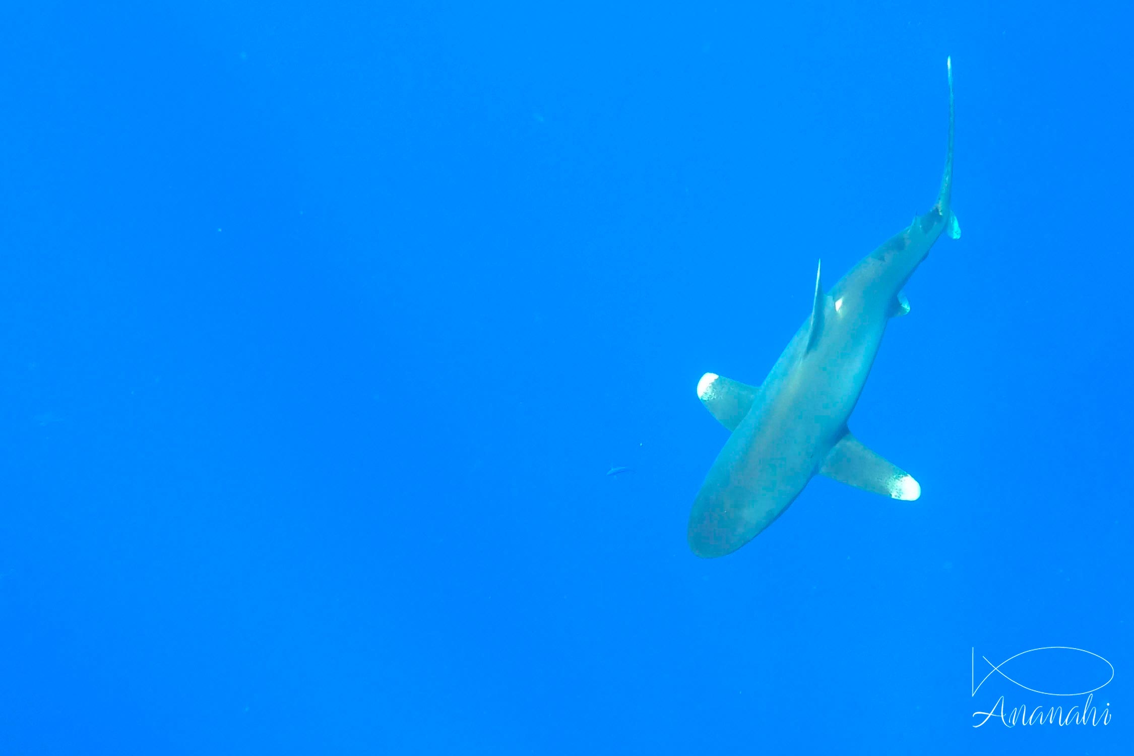 Oceanic whitetip shark of Egypt