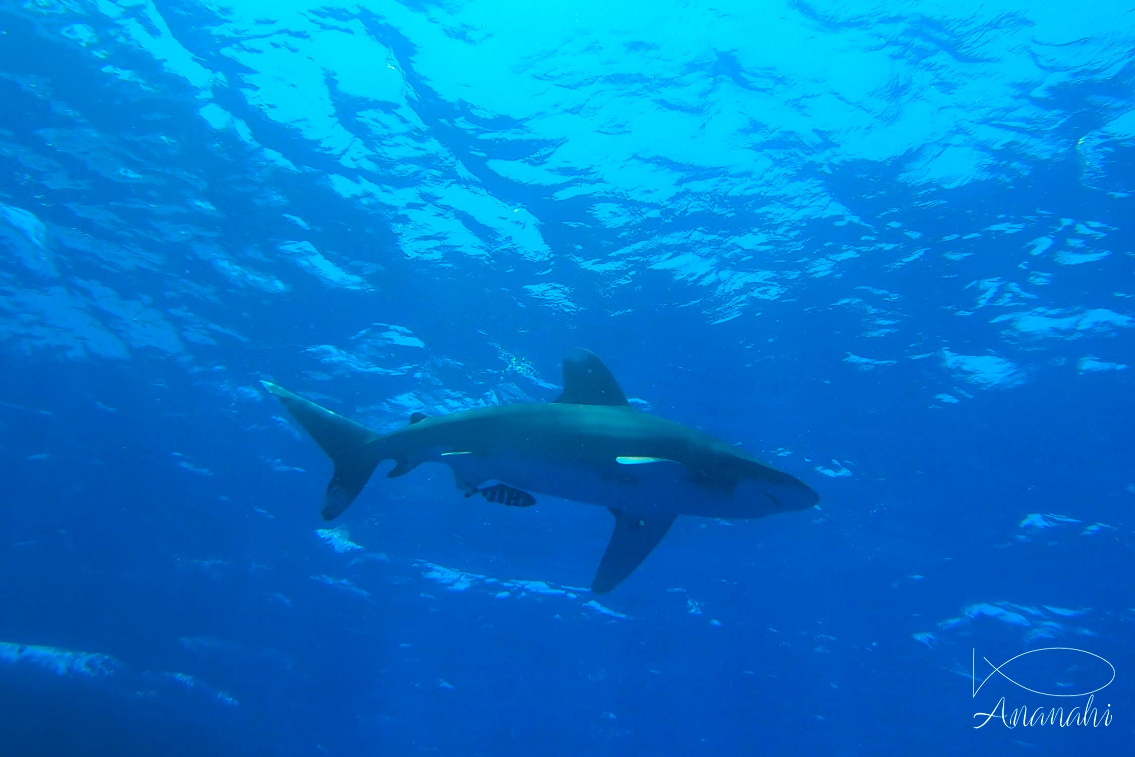 Oceanic whitetip shark of Egypt