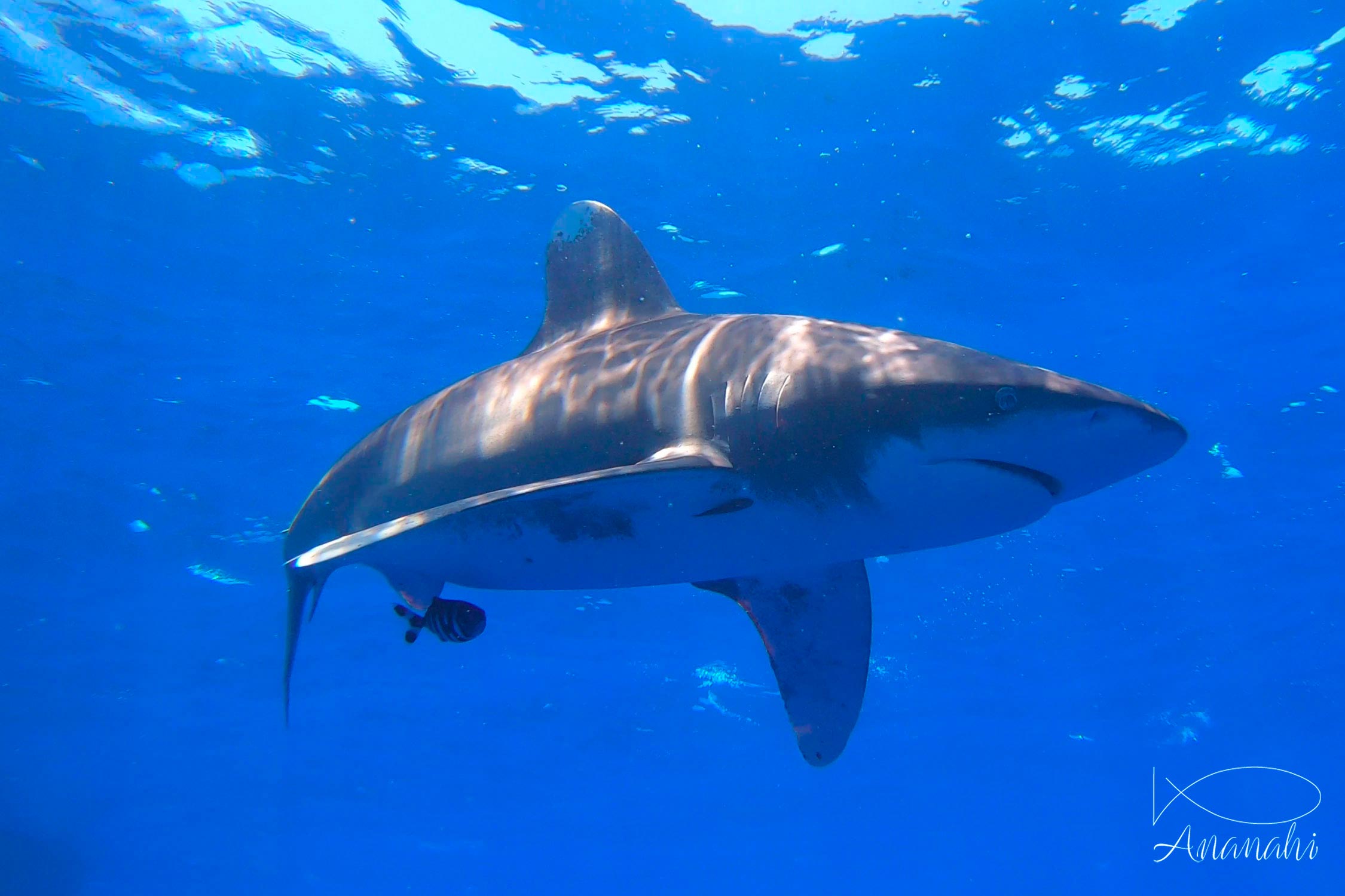 Oceanic whitetip shark of Egypt