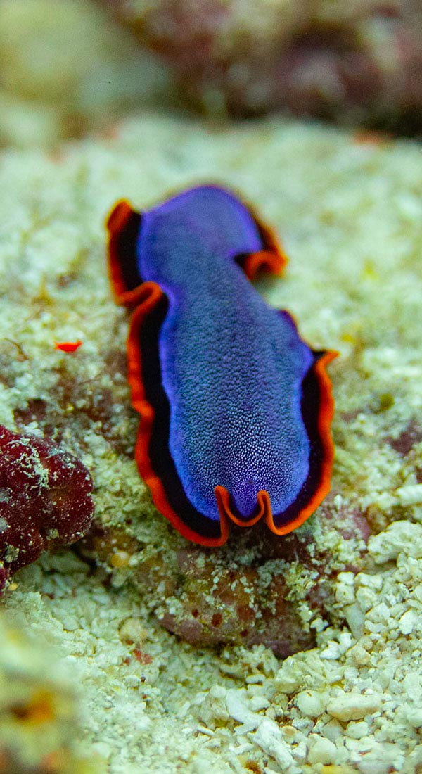 flat worms rar flat worms rar