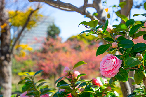 Ginza of japon