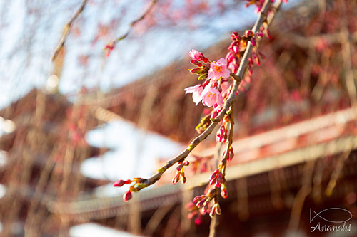 Asakusa of japon