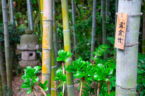 Kamakura of japon