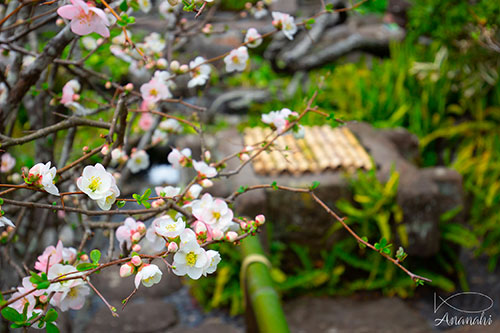 Kamakura of japon