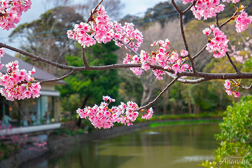 Kamakura of japon
