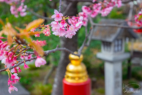 Kamakura of japon