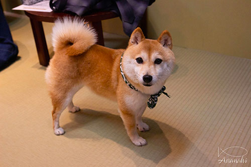 Nishikyō-ku of japon