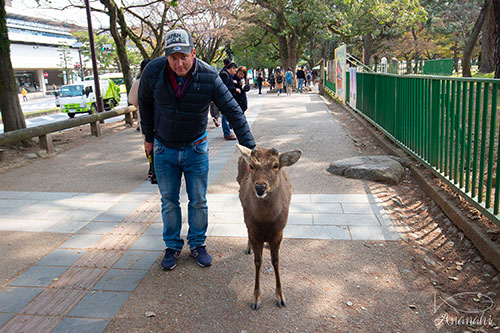 Nara of japon