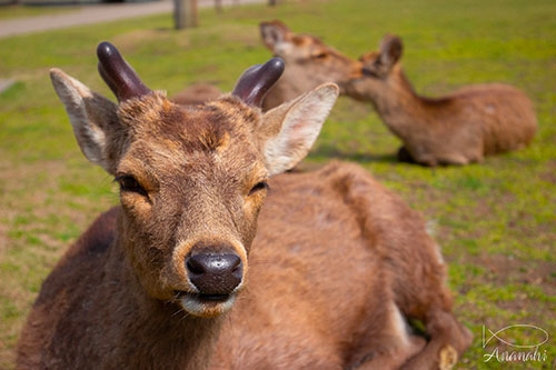 Nara of japon