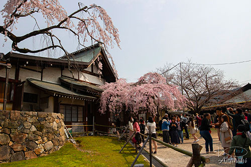 Nara of japon