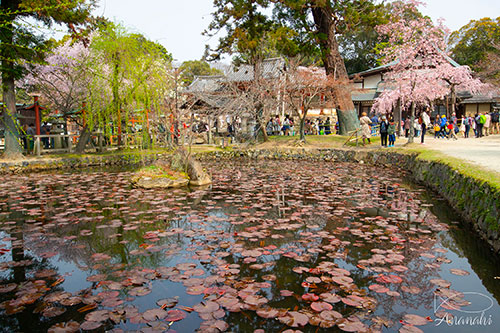 Nara of japon