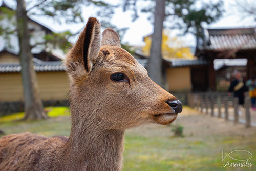 Nara of japon