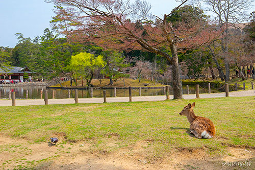 Nara of japon