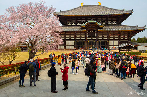 Nara of japon