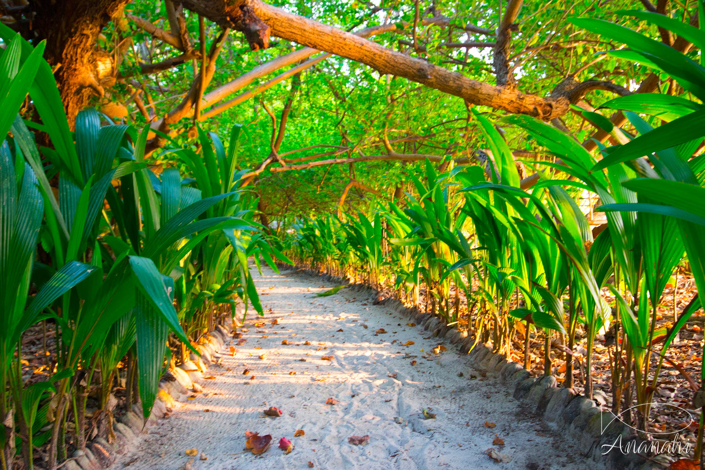 Biyadhoo island of Maldives