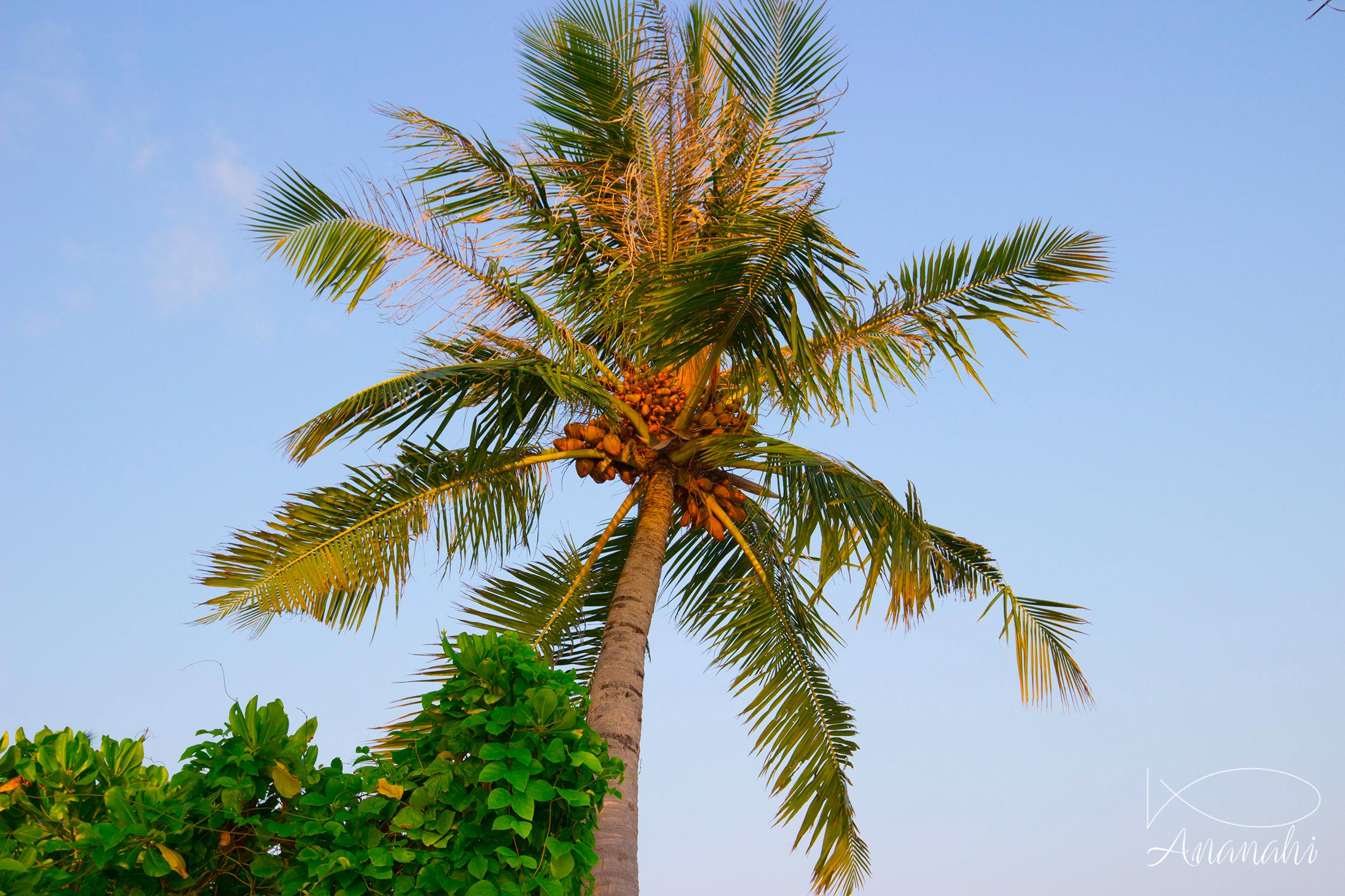 Biyadhoo island of Maldives