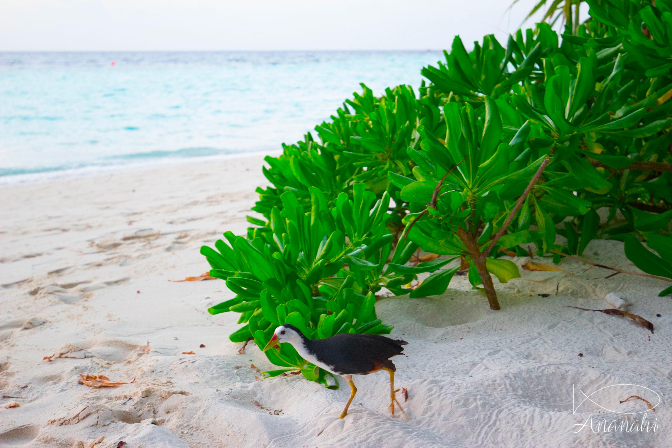 Biyadhoo island of Maldives