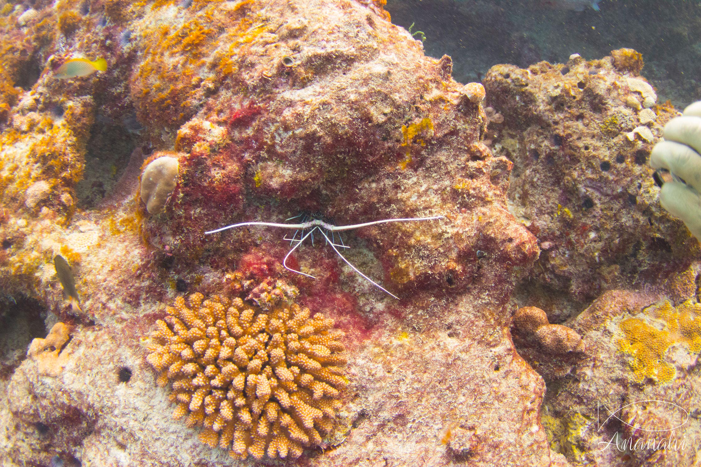 Painted rock lobster of Maldives