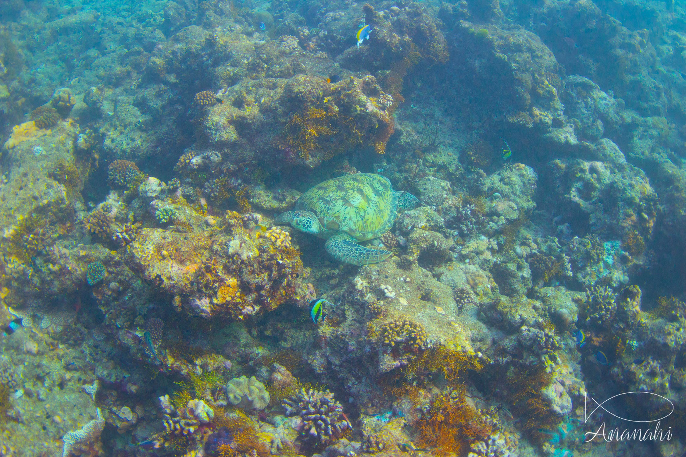 Green sea turtle of Maldives