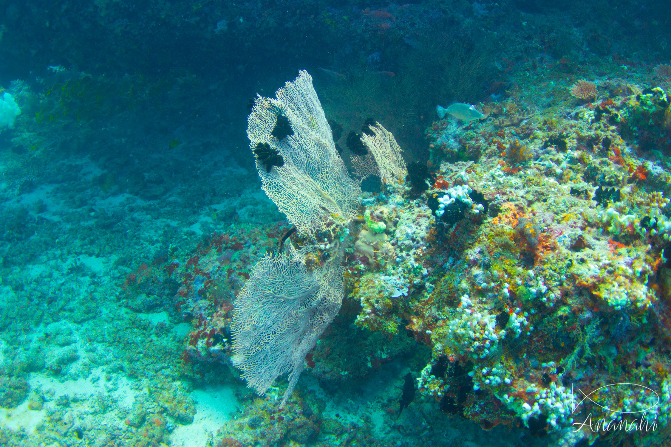 Giant sea fan of Maldives