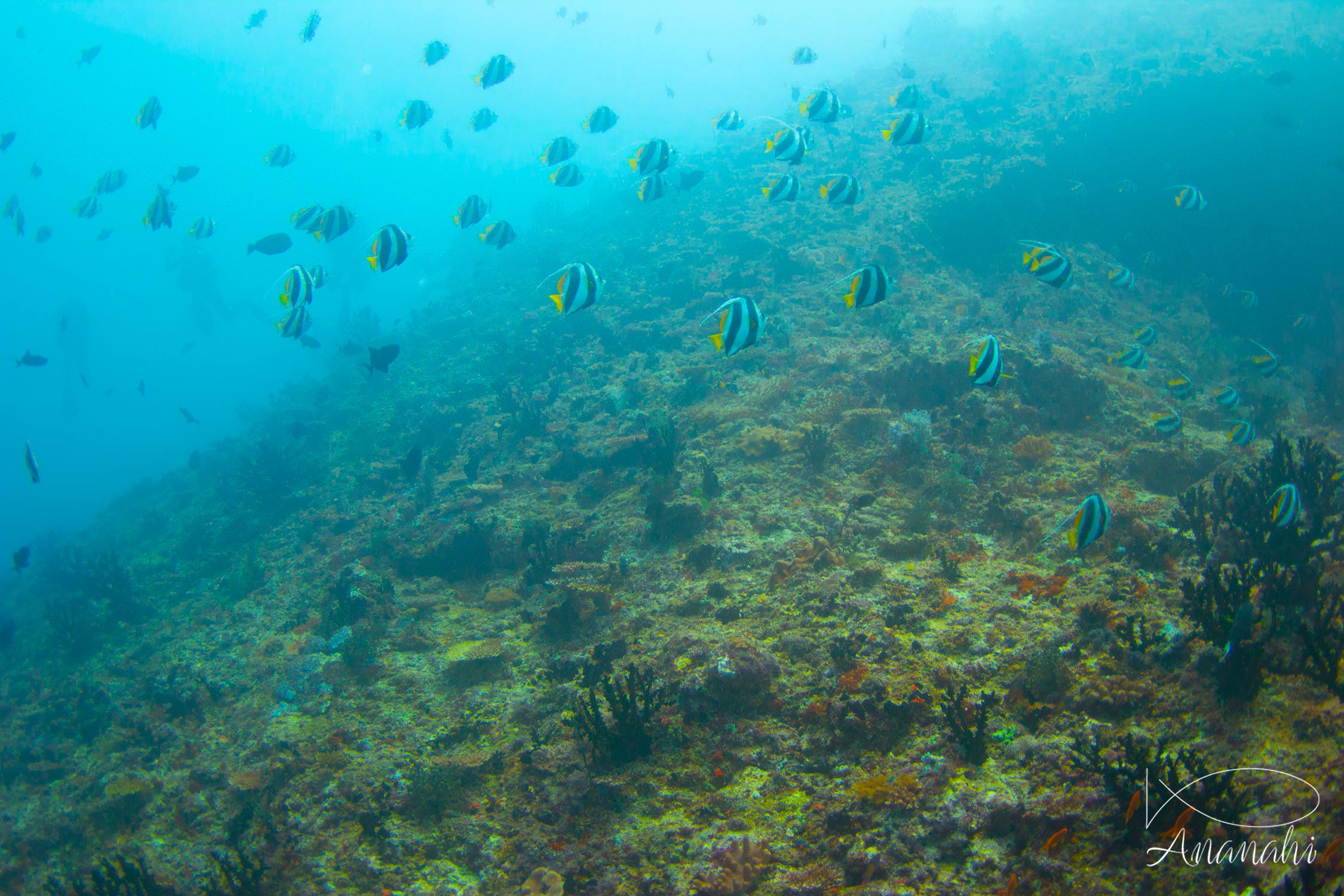 Schooling bannerfish of Maldives